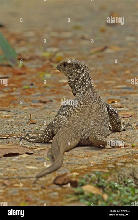 South East Asian Monitor Lizard Varanus Dumerilii Adult Walking Along Path Taman Negara NP