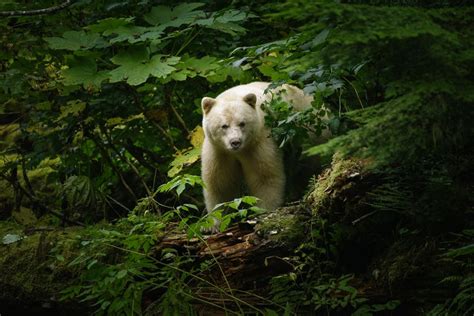 Spirit Bear Of The Great Bear Rainforest Spirit Bear Bear Canadian