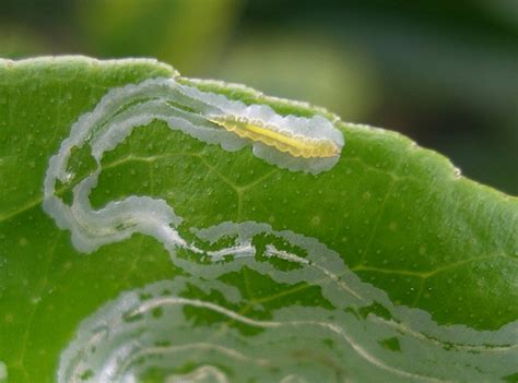 The use of ovicides to control spider mites is not a new concept. Citrus Leaf Minor - Barmac Pty Ltd