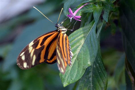 Schmetterling Mit Blüte Foto And Bild Tiere Wildlife Schmetterlinge