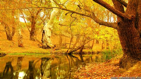 Yellow Autumn Tree Wallpaper 2560x1440 32579