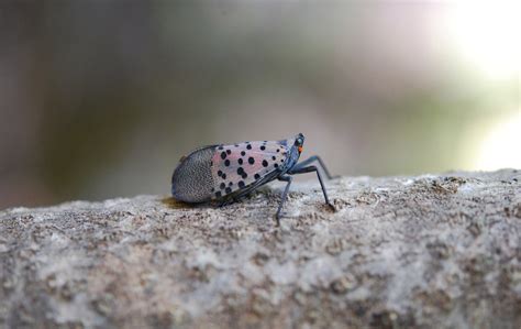 USDA Will Spend $17M To Fight Spotted Lanternfly, Invasive ...