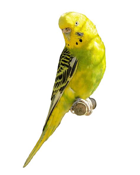 Budgerigar Parrot Png Picture Png All Png All