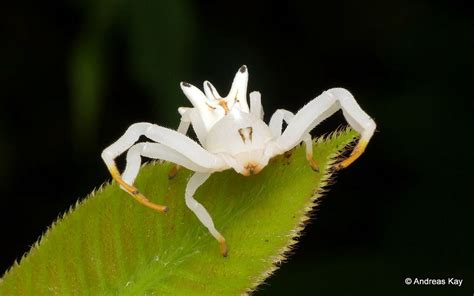 flower crab spider mimics flower to attract preys crab spider spider flower crab
