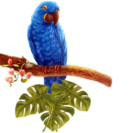 Blue Parrot Transparent Background Png Png Arts