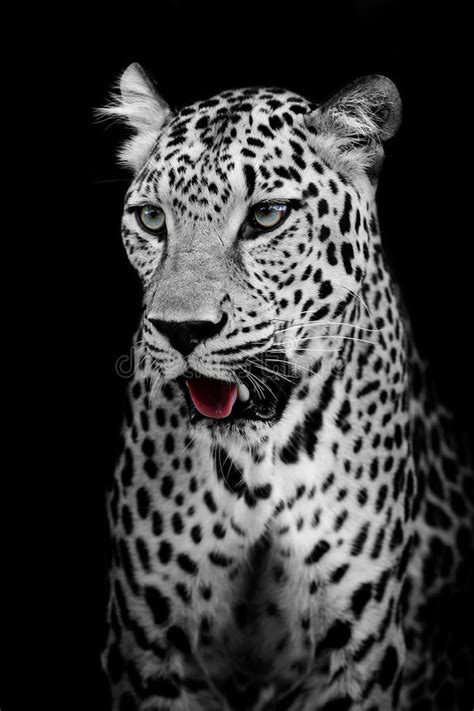 Leopard Portrait Stock Photo Image Of Beast Dangerous 48739386