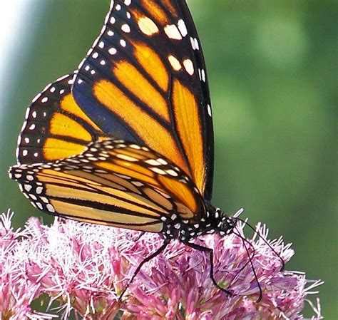 marvelous monarchs the nature corner