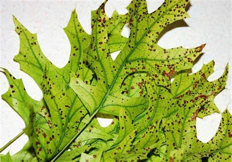 Anthracnose And Other Common Leaf Diseases Of Deciduous Shade Trees