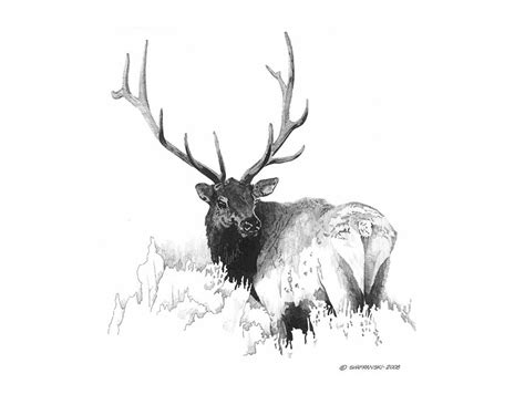 400x400 elk clipart fighting many interesting cliparts. Elk drawing | Deer drawing, Elk drawing, Drawings