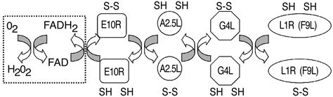 Complete Pathway For Protein Disulfide Bond Formation Encoded By