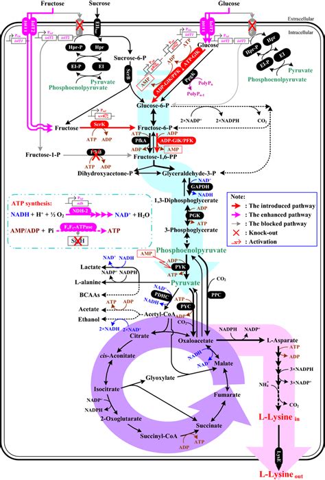 Schematic Representation Of L Lysine Biosynthesis Pathway And Variant