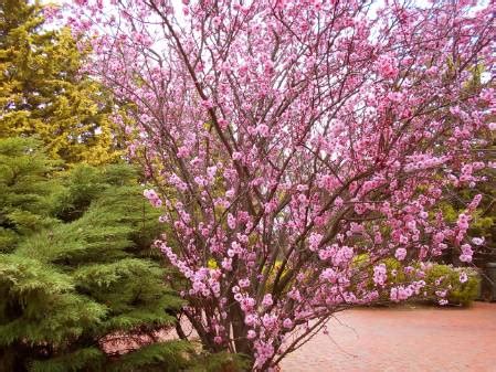 The late blooming flowers are followed by dull, red fruit. NaturePlus: Name of this tree with pink flowers? (Looks ...
