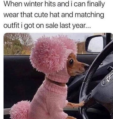 14 Funny Chihuahua Memes That Will Make You Smile Page