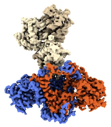 Mechanism discovered that helps viruses like monkeypox to block and