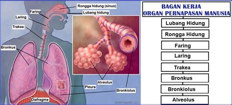 Fungsi Organ Pernapasan Manusia Sistem Pernapasan Manusia Riset