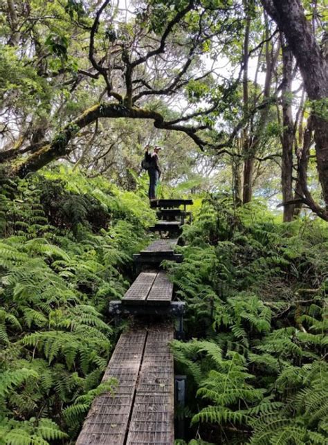 Rain Forest Hō‘ike O Haleakalā