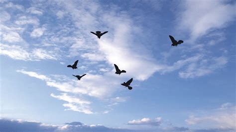 Green Screen Effect Flock Of Birds Flying In The Sky Youtube