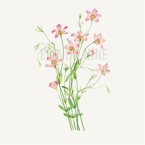 Wildflower Clip Art Wildflower Digital Download Pink Flower Etsy