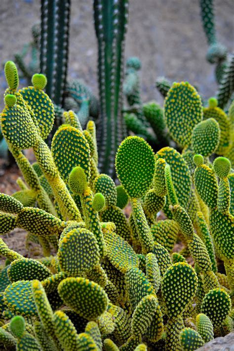 Is there a way to encourage it to grow shoots/put some energy into sideways expansion or is it the sort that only grows upwards in a single stick? Green Mouse Cactus | Look Close and you can see a Mouse ...