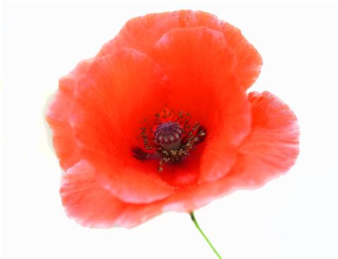A Single Red Poppy Came Up In My Garden Today So I Decide Flickr