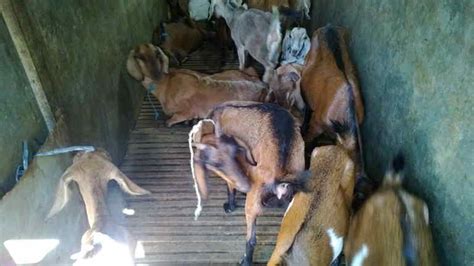 Sekilo | harga daging sapi perkg harga daging ayam di indonesia lengkap terbaru februari 2021. Jual daging kambing di Kupang kualitas terbaik - Daging ...