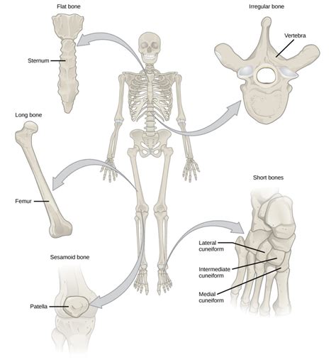 Tipos De Ossos Biologia Para Majors Ii Home Healthcare