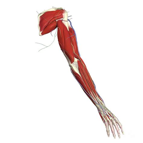 Muscles And Vessels Of Upper Limb Photograph By Medical Images