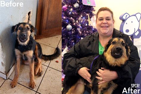 Shaggy was rescued from a cruel living situation. He was one of 110