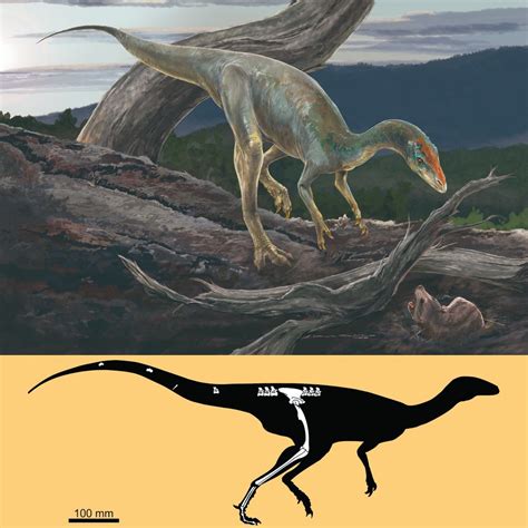 Species New To Science Paleontology 2019 Nhandumirim Waldsangae