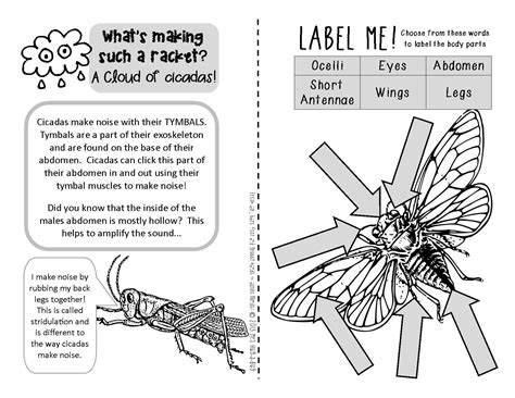 Cicada Celebration {an Activity Booklet About The Cicada Life Cycle}