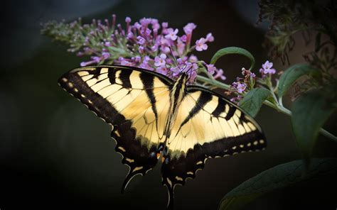 Swallowtail Butterfly 4k Ultra Hd Wallpaper