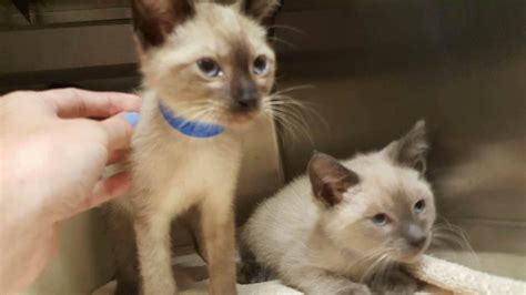 Rabies shots for your cat and dog are required by law in all states. Petco BE A LIFESAVER National Adoption Weekend Success ...