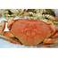 FRESH COOKED BFCs Big Fat Dungeness Crab  Gemini Fish Market