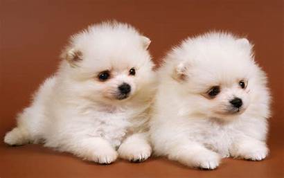 Dog Puppy Dogs Wallpapers Chow Lion Pups