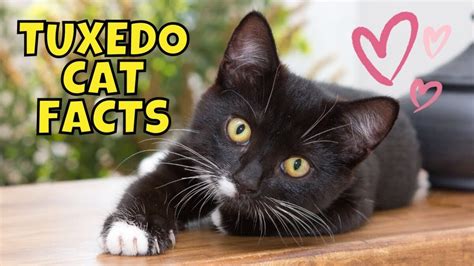 10 Surprising Facts About Tuxedo Cats