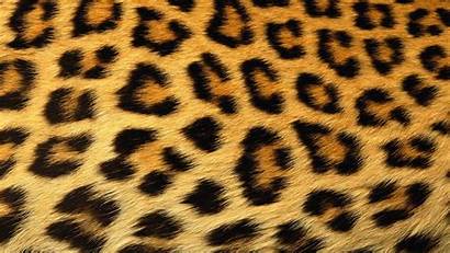 Leopard Wallpapers Cheetah Pixelstalk 1080 1920