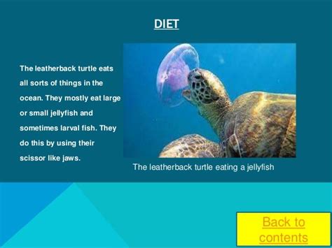 Leatherback Turtle