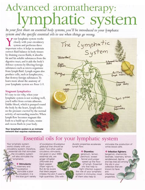 Lymphatic System Herbalism Oils