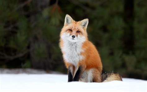 The Gallery For Baby Red Fox Wallpaper