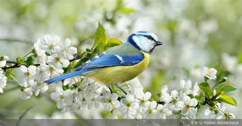 Vogelfotos mit spannendem Blickkontakt: Foto-Basics