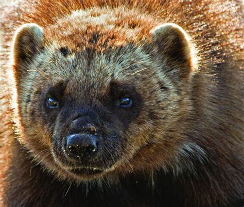 Incredible Facts About Wolverines That Will Blow Your Mind Animal