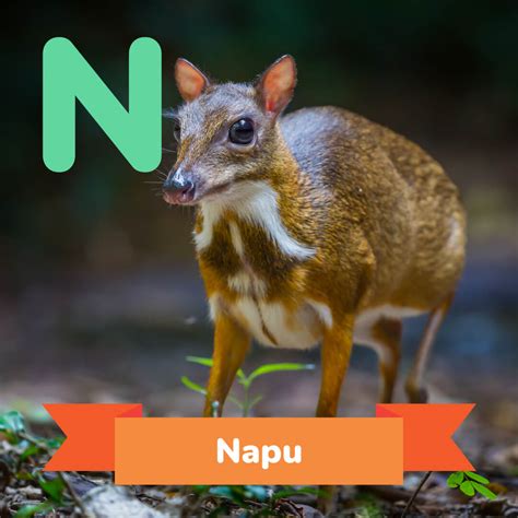 Animal Que Começa Com N