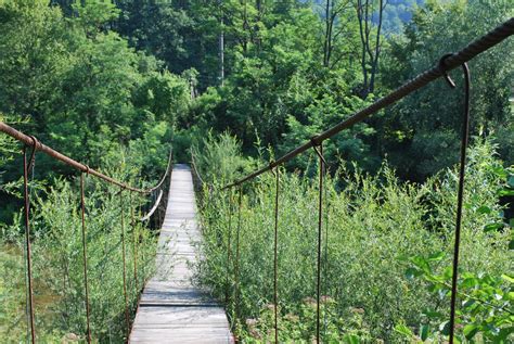 Free Images Forest Track Trail Suspension Bridge Jungle