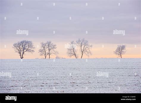 Hoar Frost On Trees Stock Photo Alamy