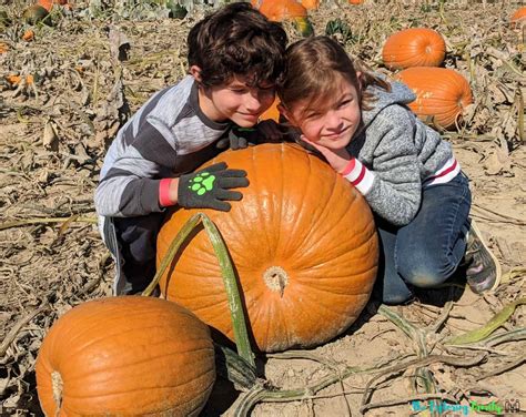 The Best Pumpkin Patches & Farms to Visit in the Fall near Mississauga ...