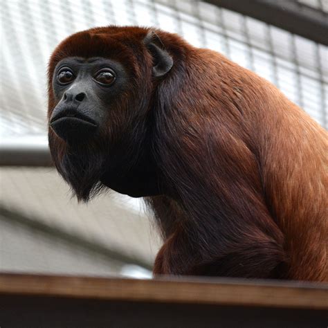 Venezuelan Red Howler | Greyhound photography, Animals, Animal photography