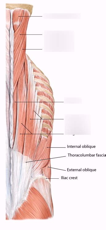 Muscles Of Deep Back And Suboccipital Region Diagram Quizlet