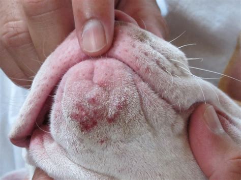 Dermatite canina O que é e como lidar com ela MelhorAmigo Dog