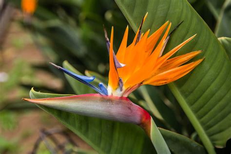 Details 100 imagen tipos strelitzia - Abzlocal.mx