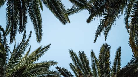Wallpaper Id 2251 Leaves Bottom View Palm Trees 4k Free Download